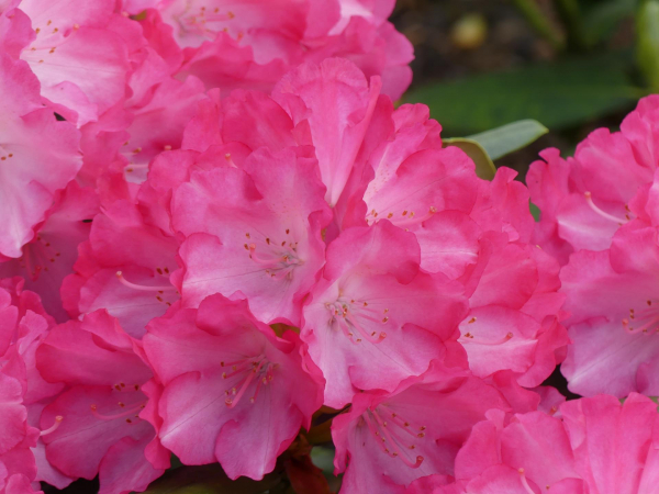 Ball Rhododendron Fantastica 1
